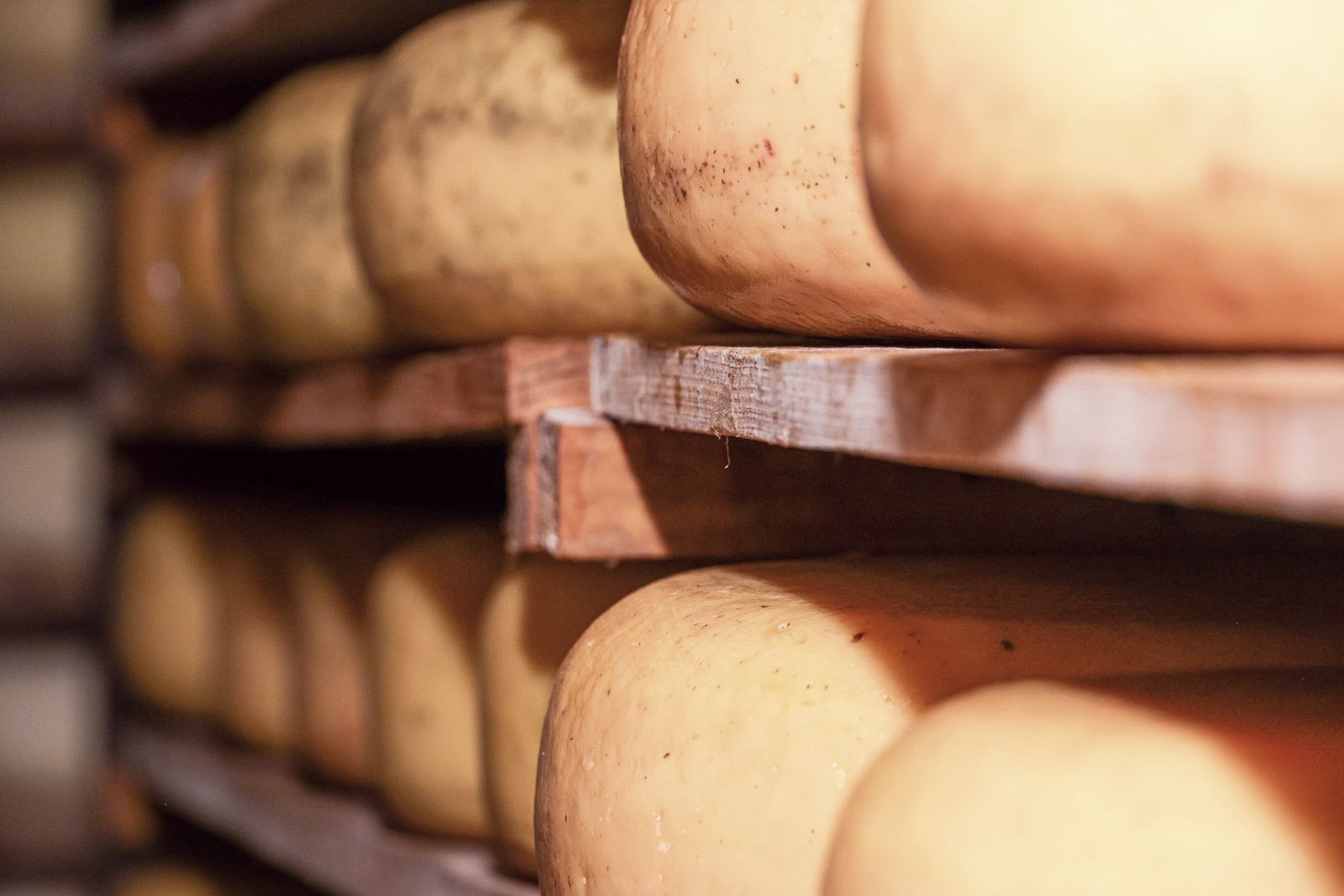 Cheese wheels ageing on wooden shelves