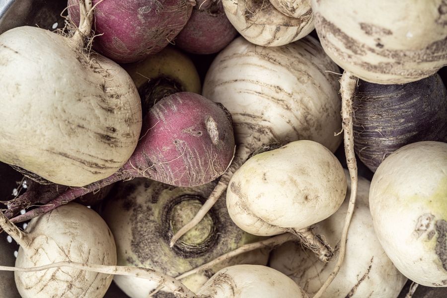 Turnips and radishes, just lifted