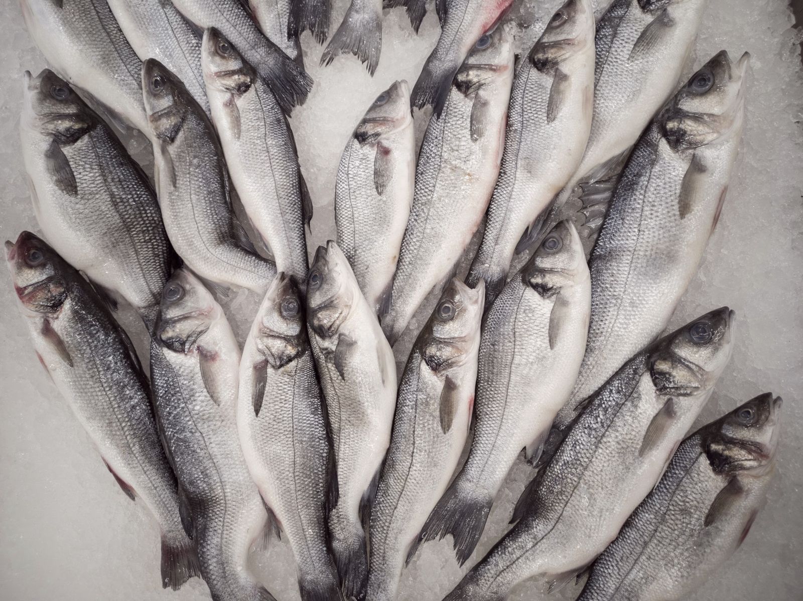 Whole sea bass laid on crushed ice