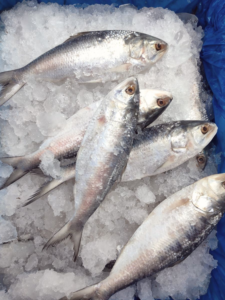 Fresh herring on crushed ice